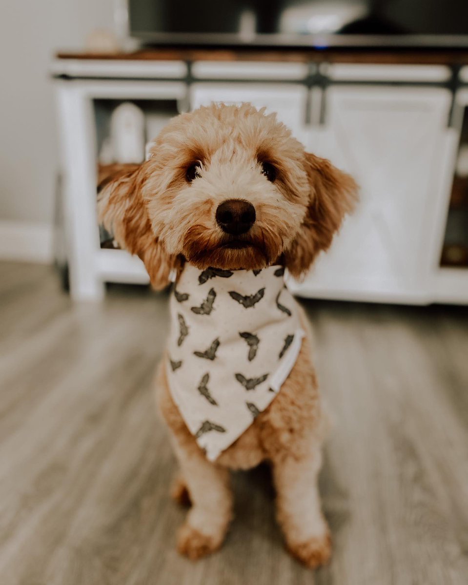 brandig3327's tweet photo. a little batty, but my boo thing 🦇👻 🧡 https://t.co/Tq6BCNfewt