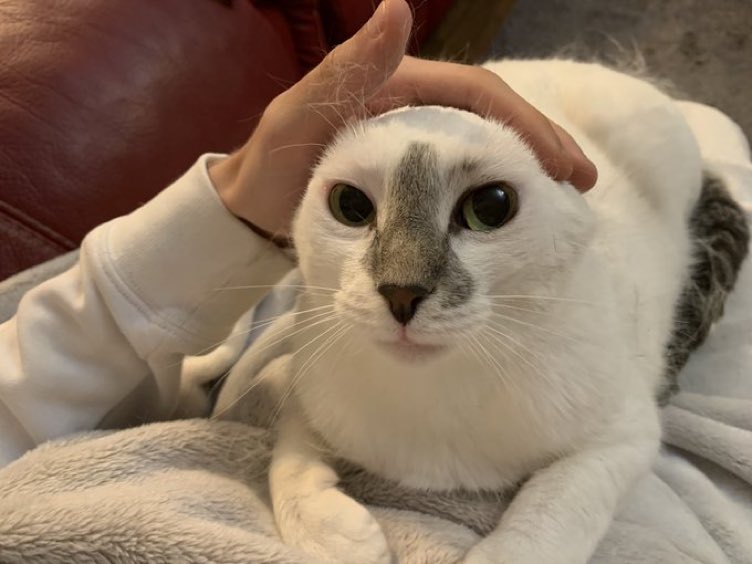 Cat Society On Twitter Rt Catsheld Https T Co Ryoecyvjdl Twitter