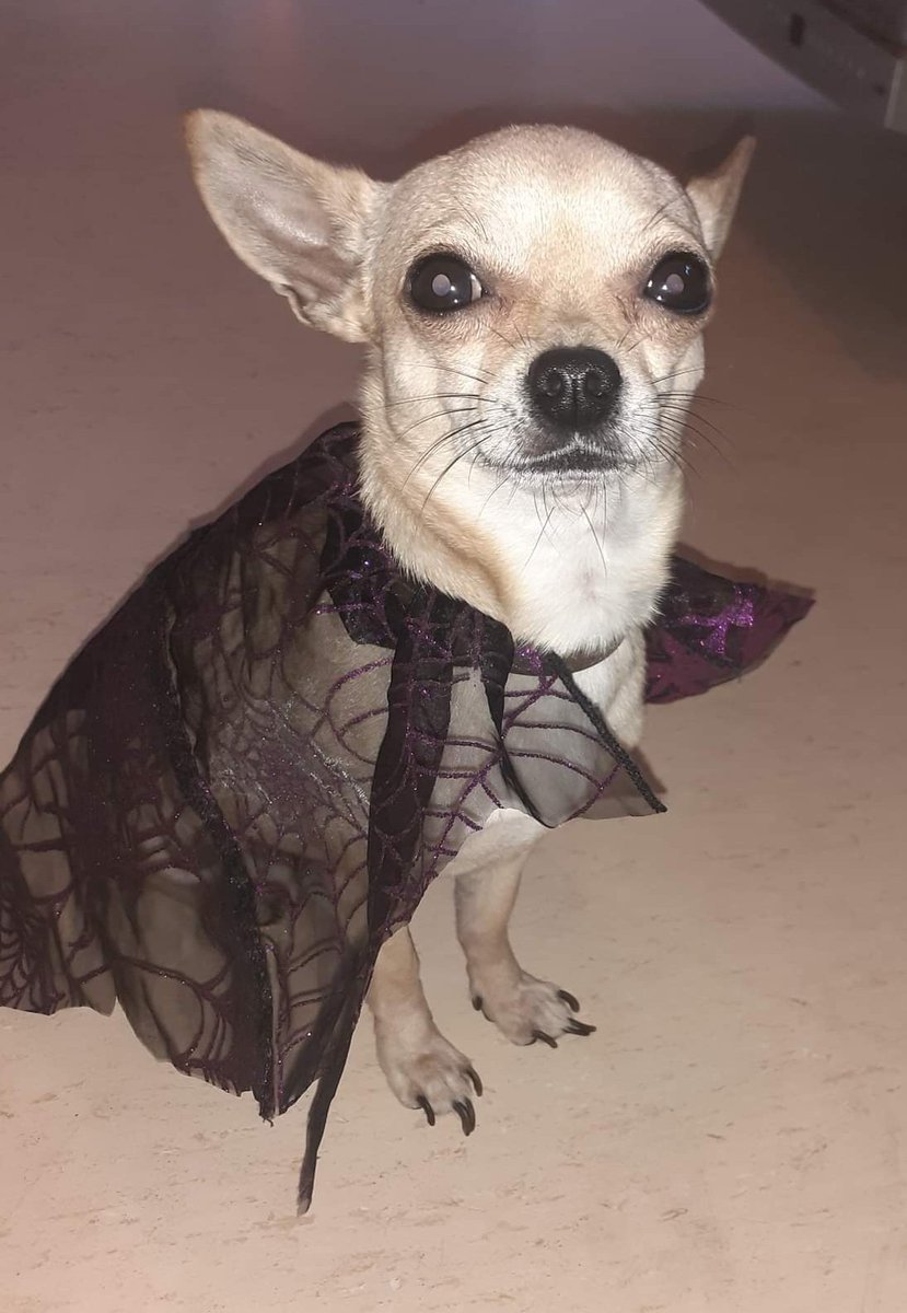 pincejack3's tweet photo. Ready for Halloween #Halloween #DogsofTwittter https://t.co/zB4TXgcrRO