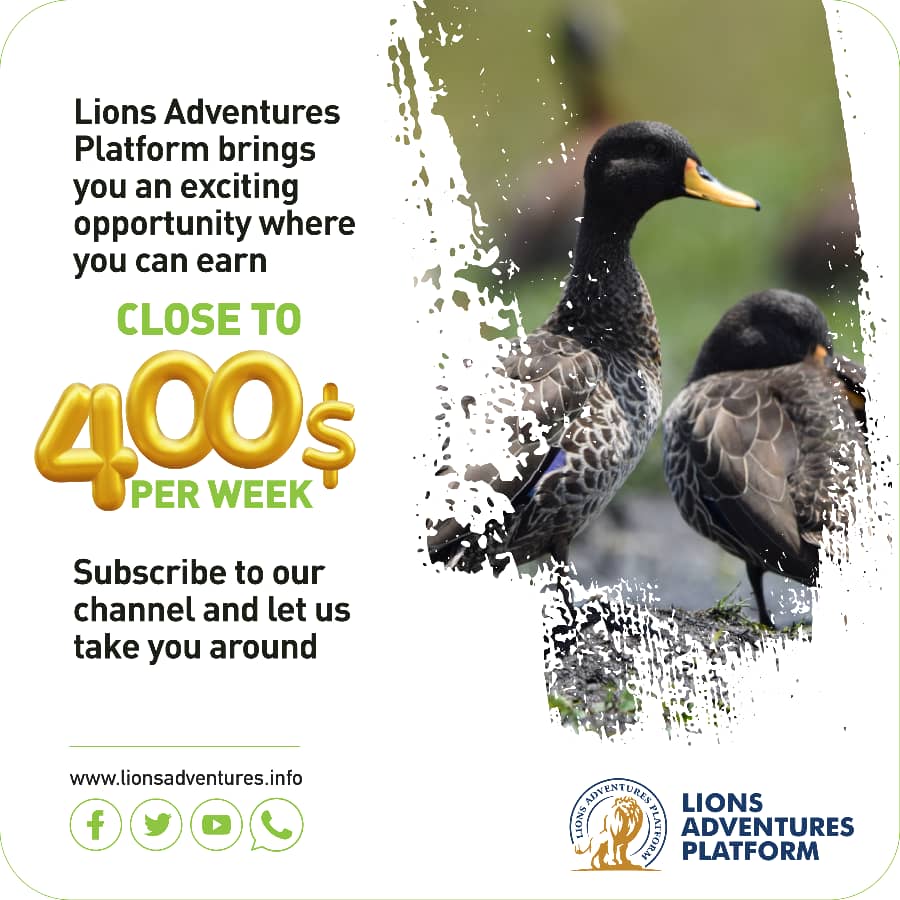 lions_platform's tweet photo. DID YOU KNOW that as you enjoy #nature and #adventures with us you can be making some money?🙂 Find out how by reaching us on +256 703 895852 via WhatsApp
#NaturePhotography 
#tourism
#tourUG https://t.co/mp4PrOKONv