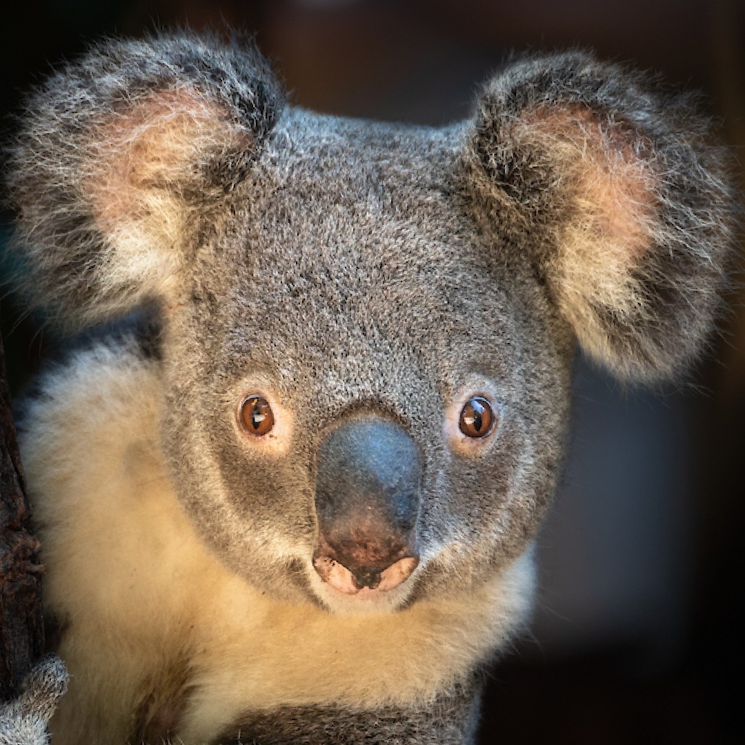 LAZoo's tweet photo. G'day from Burra the koala! ๐จ
A koala's nose knows not only how to sniff out levels of toxins from their favorite eucalyptus trees, it also is sensitive to pheromones of other koalas nearby, playing a key role in koala communication.
#Koala #Adaptation #BoopSnoot https://t.co/i8Heo01HVT