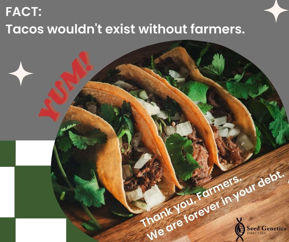 seedgenetics's tweet photo. This is it people!  This is what we've been training for! #NationalTacoDay &amp; #TacoTuesday https://t.co/74gxGa6PUi