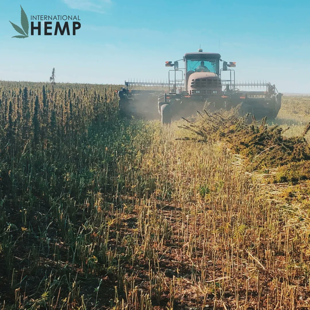 International Hemp tweet media