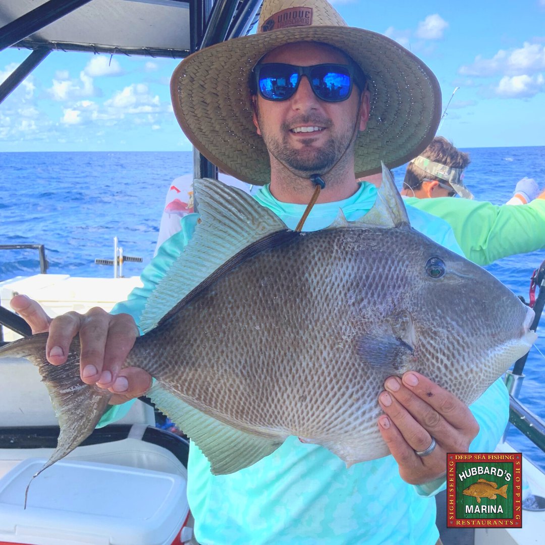 hubbardsmarina's tweet photo. Triggerfish are awesome eating! Have you tried one?
#HubbardsMarina Fishing FL nearly 100yrs
.
.
.
.
.
.
#Florida #JohnsPass #MadeiraBeach #OffshoreFishing #FishingCharter #GatorJimsTackle #BassProShops #ReelAnimals #SaltStrong #Yamaha #EngelCoolers #Garmin https://t.co/w1PqMxYBjv