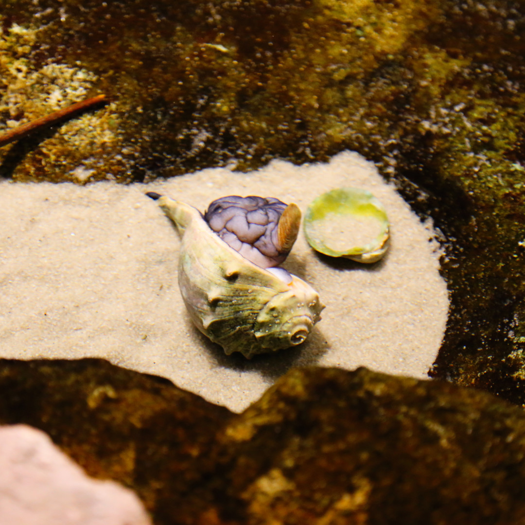 NC Aquarium at FF (NCAquariumFF) / Twitter