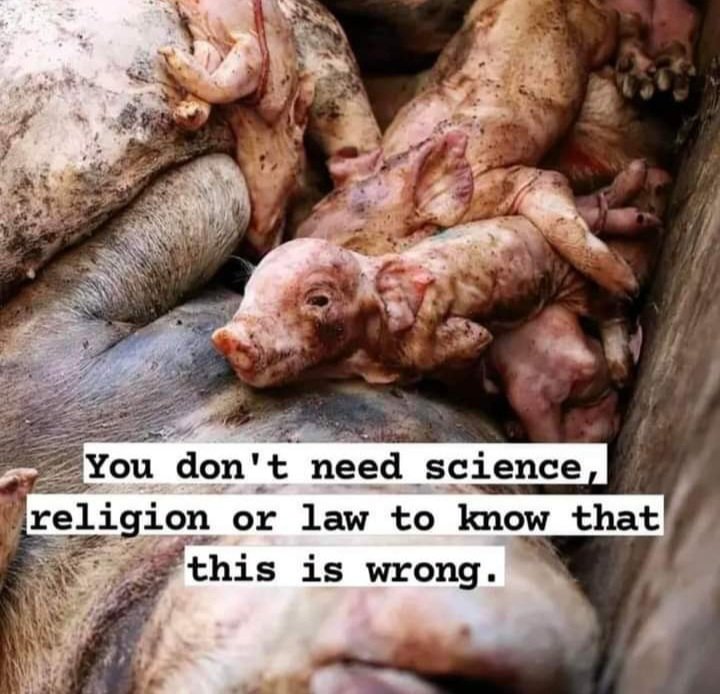 You don't need science,religion or law to know that is wrong!
#WorldAnimalDay #DoBetter #Govegan for them👇💔