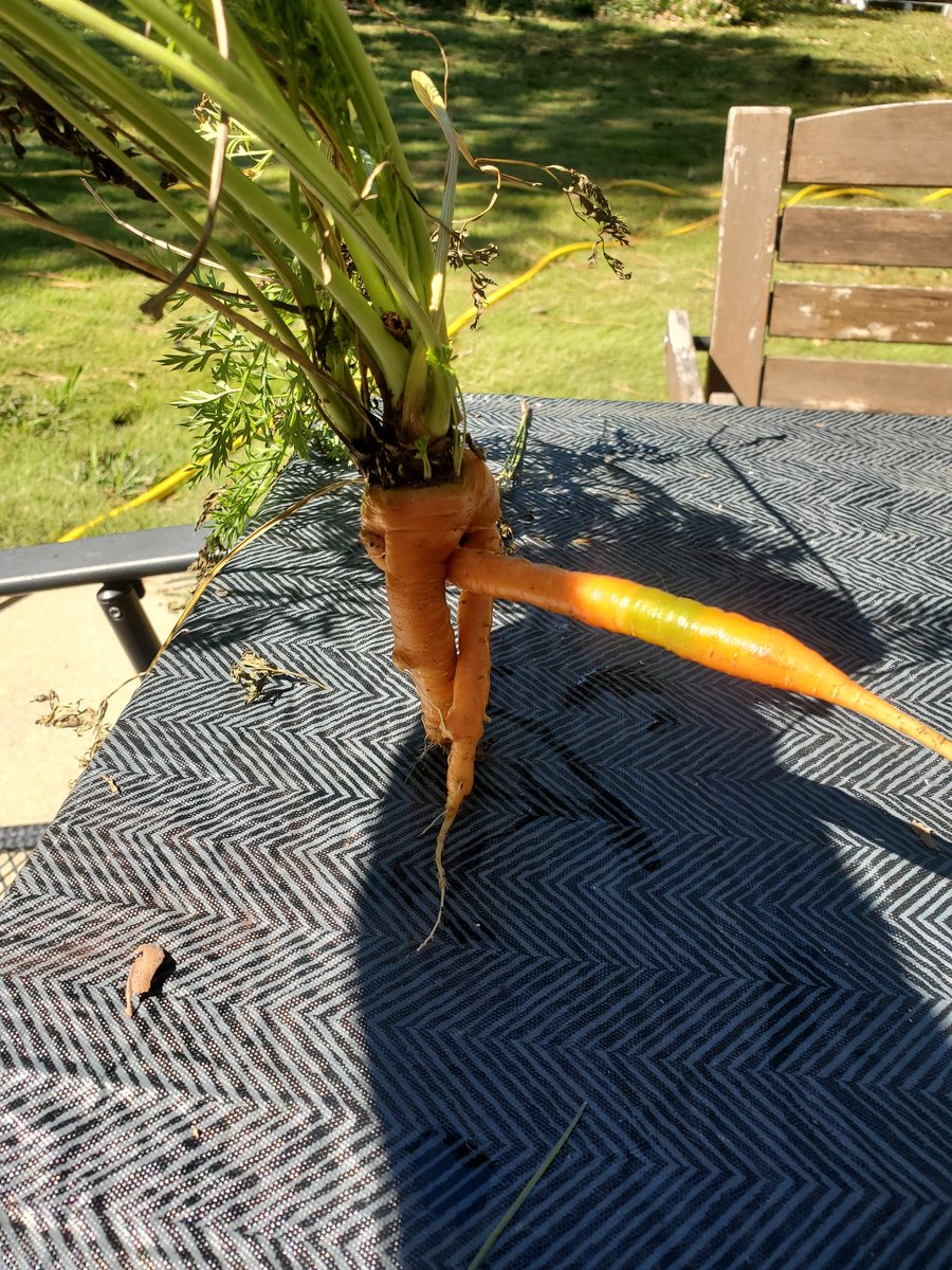 sappernova's tweet photo. Never hesitate to eat your ugly produce.

Unless of course you think it has a future on OnlyFans. https://t.co/U80Qtq1kV1