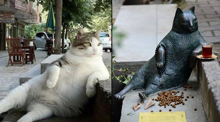 8 yıl önce ölen, dünyaca ünlü Kadıköy’lü fenomen #kedi tombiliyi hatırlayanlar burda mı