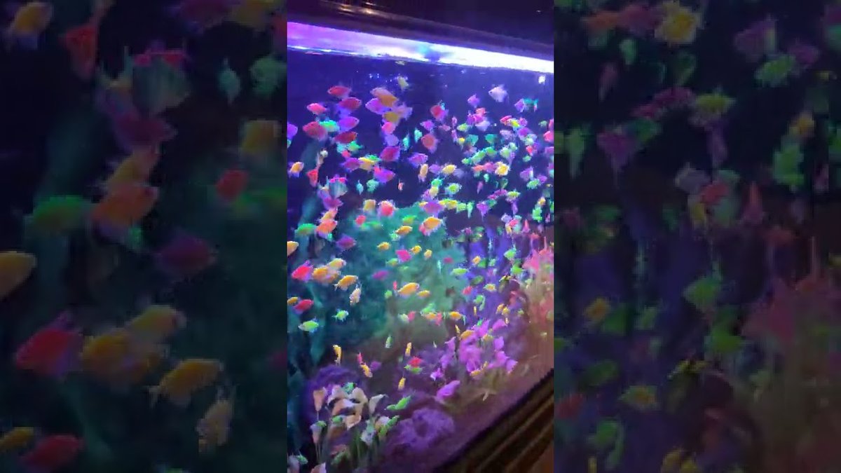 FlakeFood's tweet image. Aquariums: Glofish aquarium #glofish #fish #aquarium #neon #beautiful

flakefood.com/387637/aquariu…