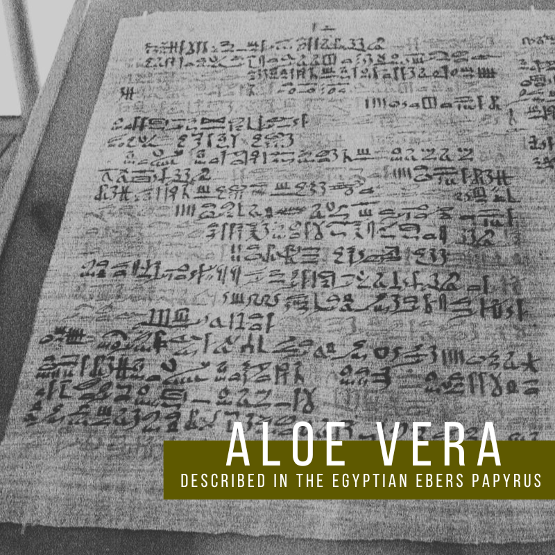 One of the oldest preserved medical documents in the world is the Ebers Papyrus. It dates back to around 1550 B.C.E., contains many recipes for all kinds of remedies, and has the oldest known references to Aloe as a source of medical treatments. #plantmedicine #history #aloevera