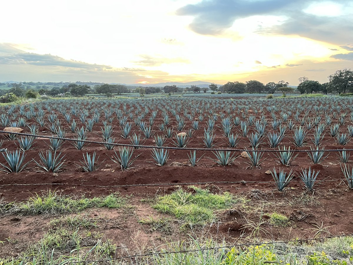 We have been quite but still working on silence. Have a great day from Jalisco Mexico 🇲🇽