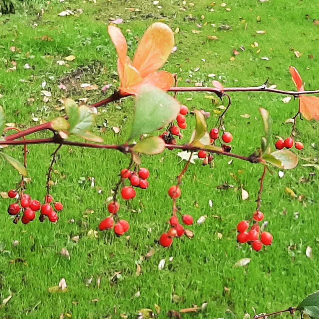 HERFST - #zuurbes; prachtige #herfstkleuren #berberis