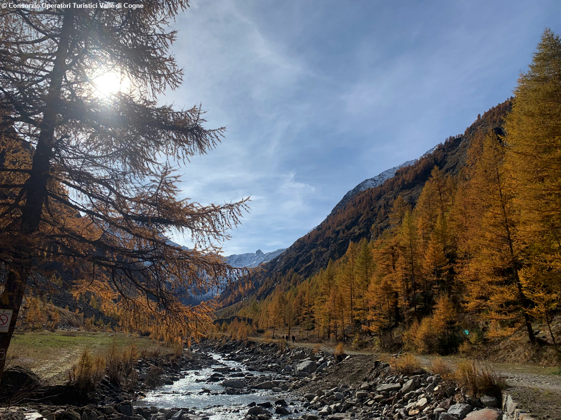 TurismoItaliaNw's tweet photo. Valle d’Aosta, autunno di grandi tradizioni nella valle di Cogne con i colori di stagione e buoni prodotti della terra
Leggi la notizia https://t.co/74U8OgKcBf
#valledaosta #cogne #visitcogne #turismo #autunno2022 #alpinepearls #foliage @AlpinePearls @VisitCogne @Valle_dAosta https://t.co/qnIe7rpNT7