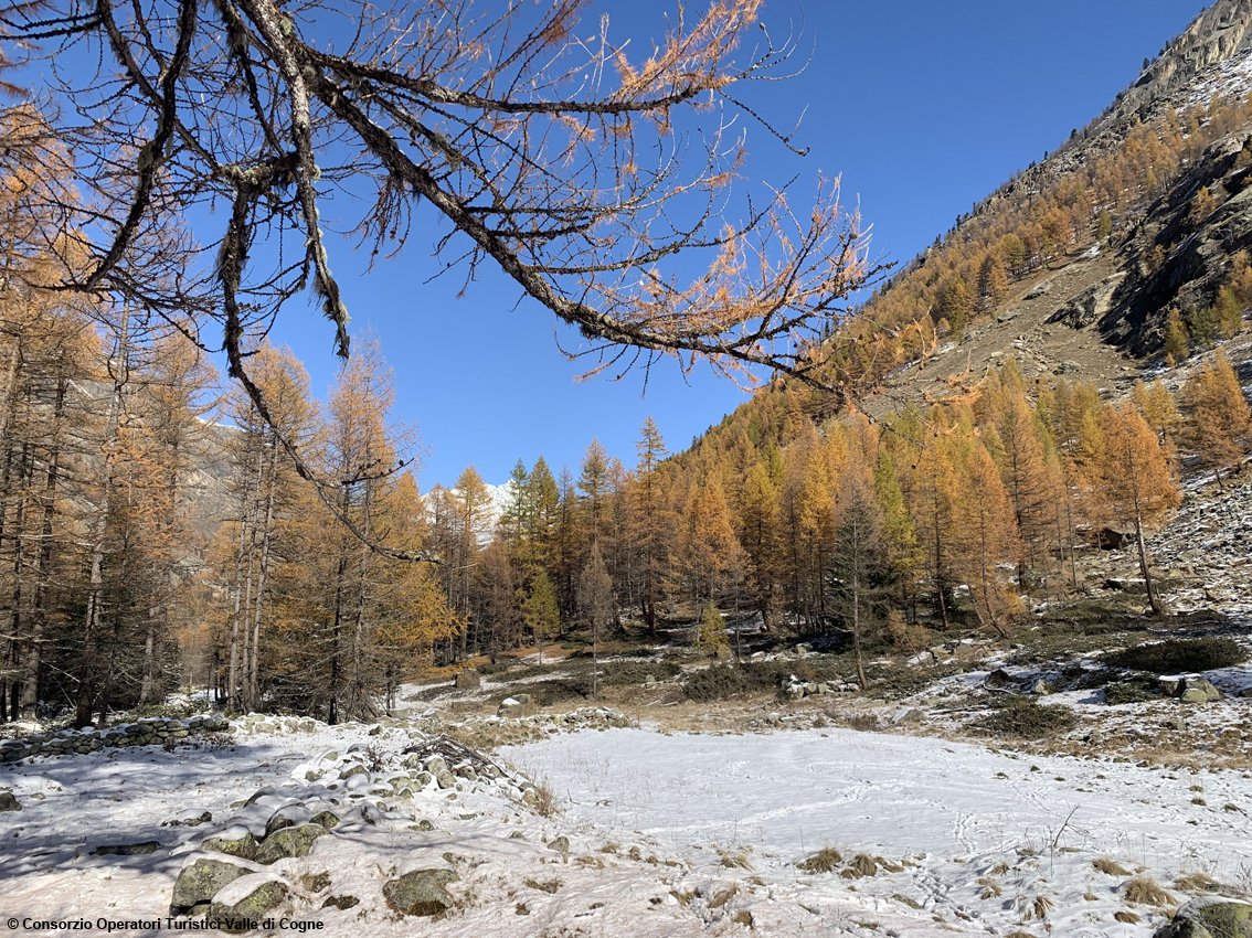 TurismoItaliaNw's tweet photo. Valle d’Aosta, autunno di grandi tradizioni nella valle di Cogne con i colori di stagione e buoni prodotti della terra
Leggi la notizia https://t.co/74U8OgKcBf
#valledaosta #cogne #visitcogne #turismo #autunno2022 #alpinepearls #foliage @AlpinePearls @VisitCogne @Valle_dAosta https://t.co/qnIe7rpNT7