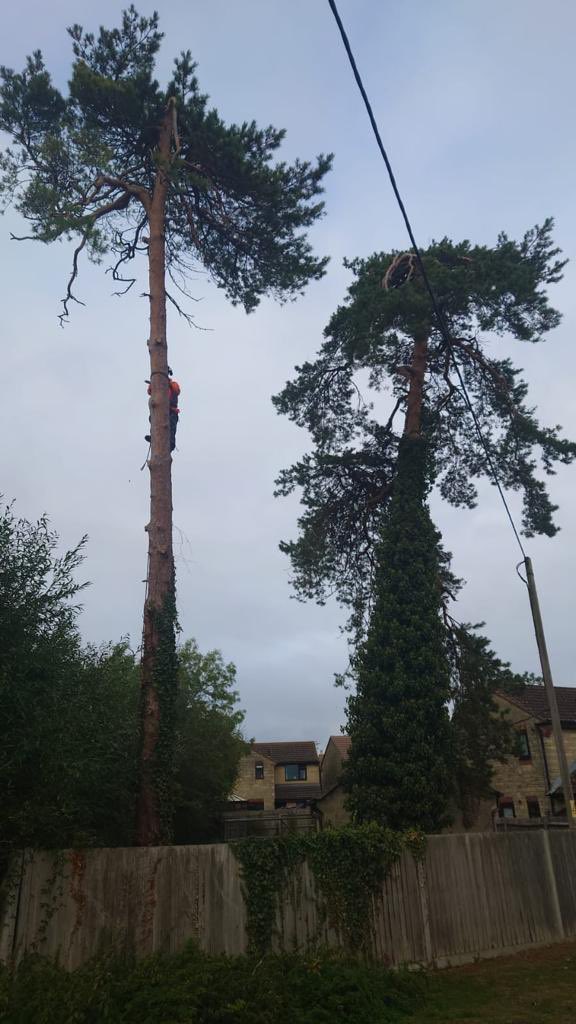 pro_mdx's tweet photo. The Pro Landscapes team done a great job today removing this large pine tree in Swindon #TreeCare #TreeManagement #arborist https://t.co/926muJOlln
