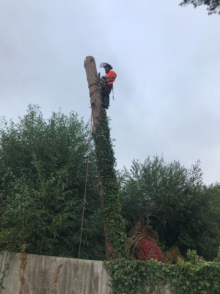 pro_mdx's tweet photo. The Pro Landscapes team done a great job today removing this large pine tree in Swindon #TreeCare #TreeManagement #arborist https://t.co/926muJOlln
