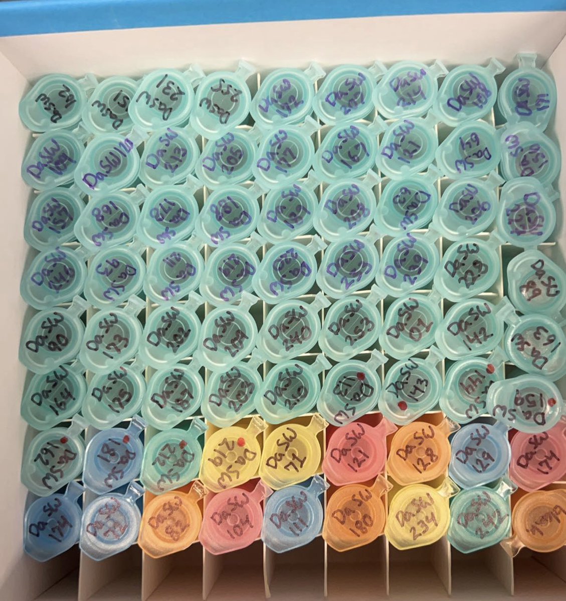 katiehphilipp's tweet photo. Coral DNA extractions 😌🪸 https://t.co/Jw5r3zSzBb