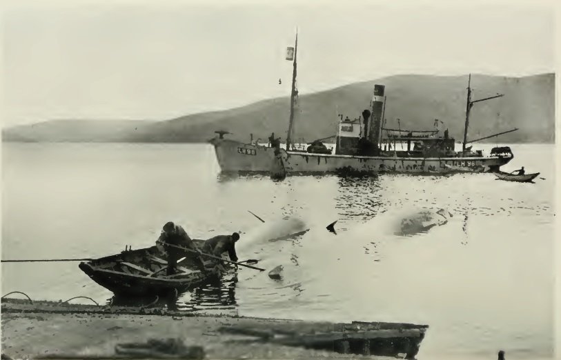 whale_nerd's tweet photo. Some thoughts on our historical Scottish whaling analysis, in light of recent inshore sightings of fin and humpback whales for @HWDT_org

https://t.co/kxqMMbEcst https://t.co/v9fFWDCtub