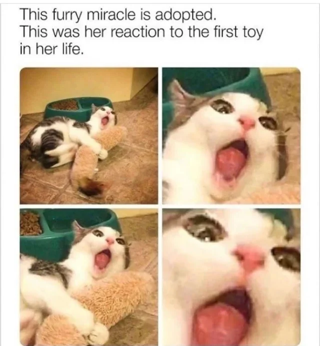 WholesomeMemes tweet media