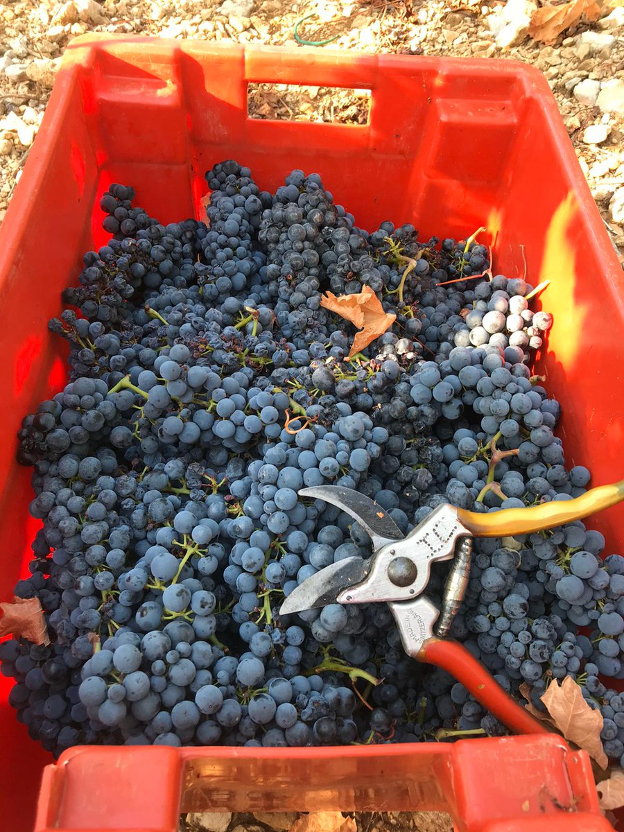 As we bid farewell to Harvest 2022, we thank you for your continued support and appreciate the trust and confidence you have given us along the way.

Looking forward to sharing this bountiful harvest! 🍇✂️🍷

#harvest2022 #winelovers #croatianwine #relaischateaux #kortakatarina