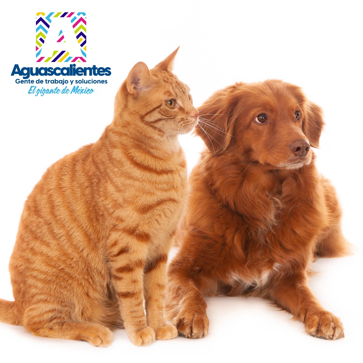 proespaags's tweet photo. Hoy, día mundial de los animales, desde la #PROESPA refrendamos nuestro compromiso de generar acciones para proteger el bienestar animal y erradicar el maltrato animal.
#ElGiganteDeMéxico https://t.co/zsQAkOvvP5