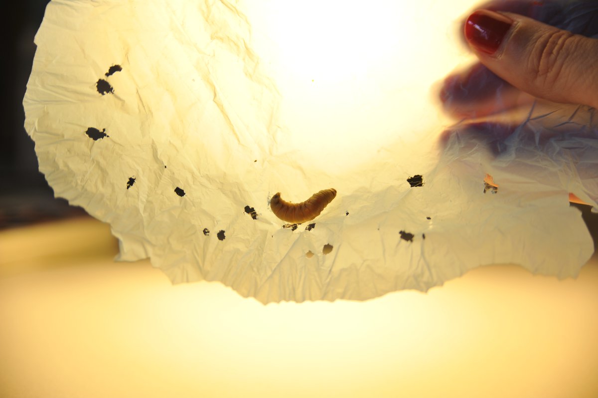 CIB_CSIC's tweet photo. #CIBpapers
A work published in @NatureCommun by the group of Dr. Federica Bertocchini at @CIB_CSIC demonstrates how the saliva of wax worm species contains enzymes able to degrade #plastics opening up an array of applications for treating plastic waste.
➡️https://t.co/XfBWhM5jyH https://t.co/5z0zyvd12s