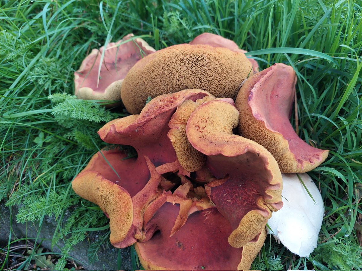 ecoloog079 tweet media