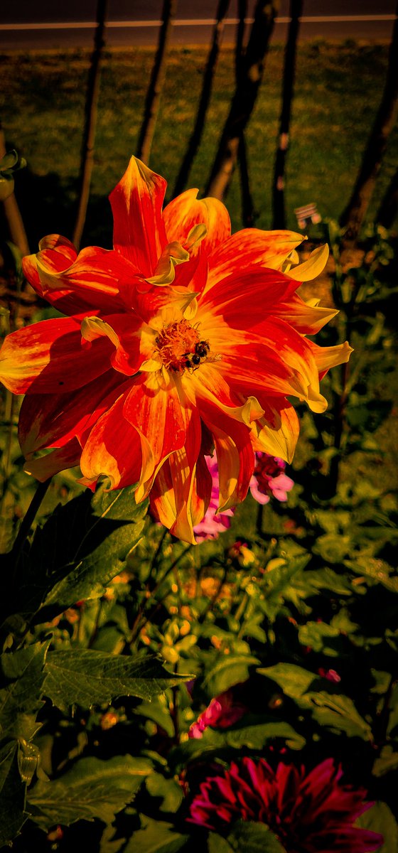 96jazzybear69's tweet photo. Photo: Gradens a Happy Place.
#photography #photooftheday #flowers #bee #outdoors #beautiful #Happy #nature https://t.co/7sMIGTyJn1