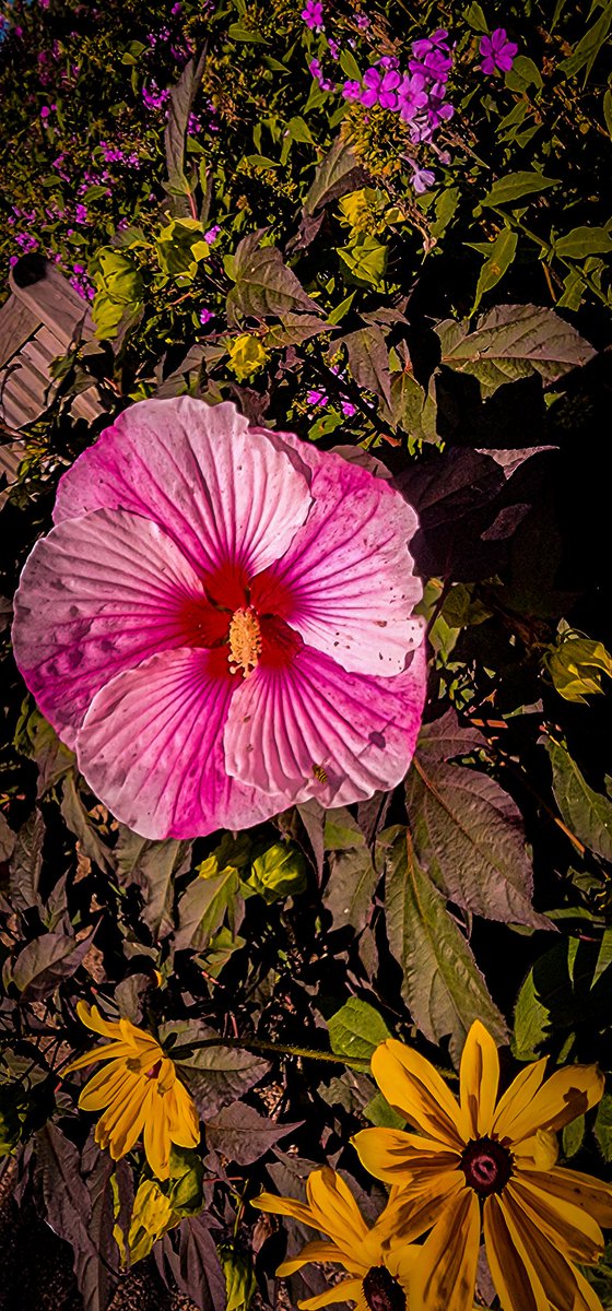 96jazzybear69's tweet photo. Photo: Gradens a Happy Place.
#photography #photooftheday #flowers #bee #outdoors #beautiful #Happy #nature https://t.co/7sMIGTyJn1