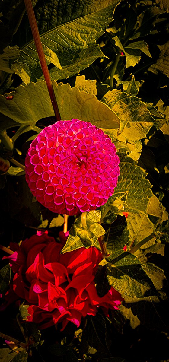 96jazzybear69's tweet photo. Photo: Gradens a Happy Place.
#photography #photooftheday #flowers #bee #outdoors #beautiful #Happy #nature https://t.co/7sMIGTyJn1