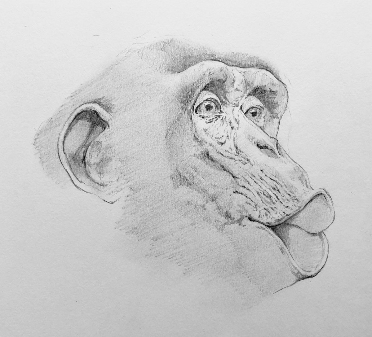 pencildrawing57's tweet photo. pencil drawing #pencildrawing  drawing #drawing pencil art #pencilart art #art artwork #artwork miniature #miniature animal #animal chimpanzee #chimpanzee 鉛筆画 #鉛筆画 https://t.co/97lrZBfk4r
