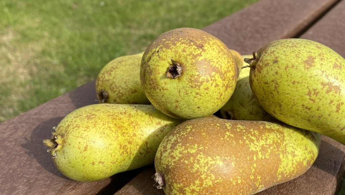 Jennings_'s tweet photo. Enjoying the last of this year's crop from the fruit trees on Monument Park 🍐🍐🍐

#laddernecessary

#pickyourown #fruitrees #environment #people #planet #lovewhereyouwork #wellbeing #offices #workspace #businessunit #businesspark⁠  #monumentpark  #oxfordshire https://t.co/7e7DXK48IE