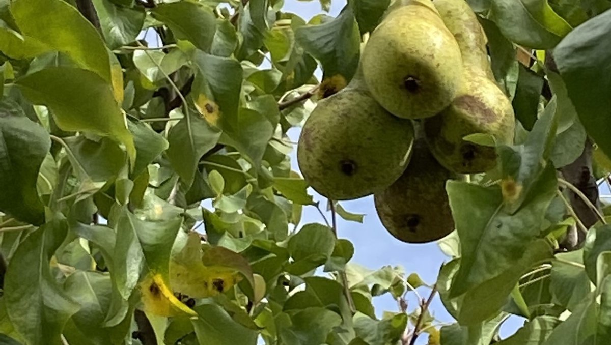 Enjoying the last of this year's crop from the fruit trees on Monument Park 🍐🍐🍐

#laddernecessary

#pickyourown #fruitrees #environment #people #planet #lovewhereyouwork #wellbeing #offices #workspace #businessunit #businesspark⁠  #monumentpark  #oxfordshire