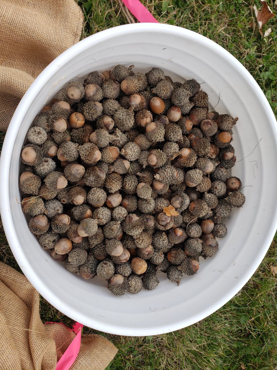 Exploring the world of seeds with Forest gene Conservation Association field day and learning about ways that we can enhance/ support genetic diversity in our forests.