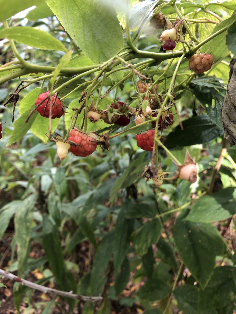 PrepperSaratoga's tweet photo. Barely escaped a frost last night. Plenty of berries in the way.
#Zone5A https://t.co/RWOk9OtTc4