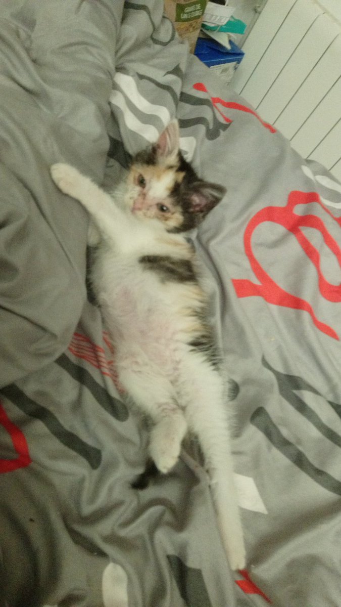 Splyffer's tweet photo. @turbojoul Perle, trouvée dans une maison en ruine infestée de rat, elle avait des puces, un coryza et de la gale d'oreille, maintenant elle vit sa meilleure vie. https://t.co/Fx6xgioWaw