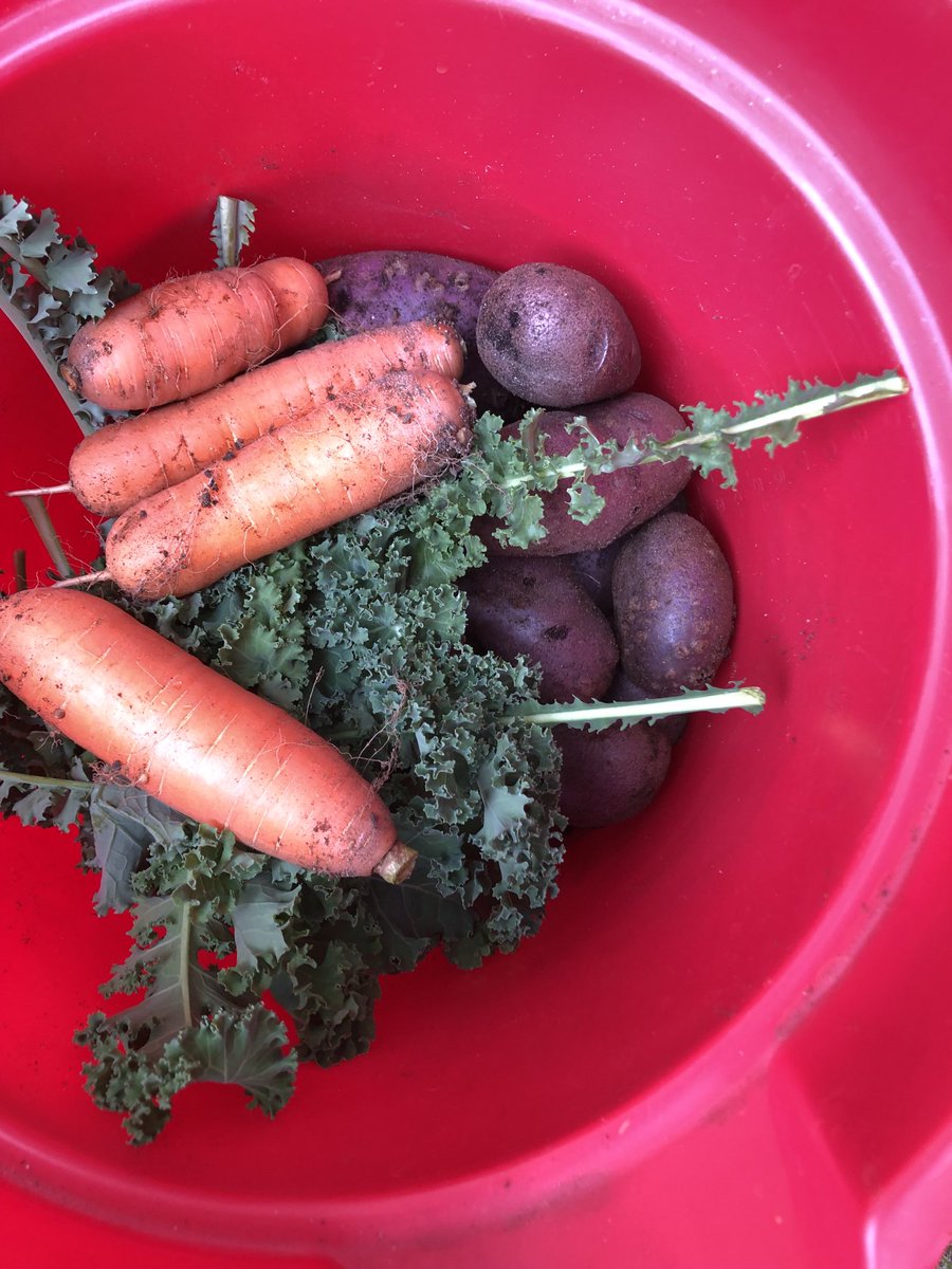 PrepperSaratoga's tweet photo. Still pulling carrots, digging taters and cutting kale.
#Zone5A https://t.co/PPjByrWOsr