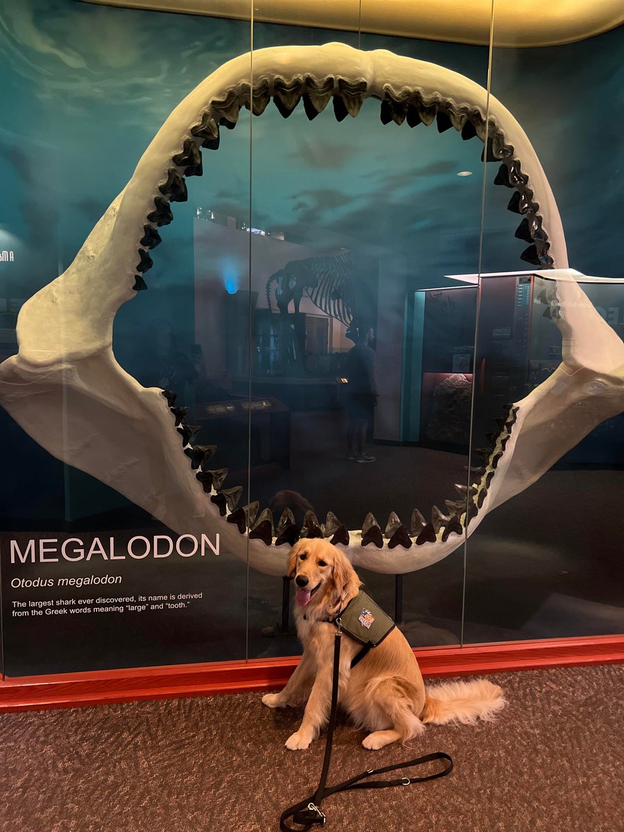 ValorDogs's tweet photo. Before the hurricane last week, Miller Valor was able to visit @BishopScienceFL for public access training. He did a great job and even had time to pose for a couple of pictures. 🐾🦮😁
#servicedogintraining #servicedog #BishopScienceFL https://t.co/jwDxfVaZse