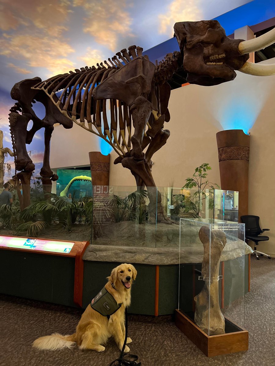 ValorDogs's tweet photo. Before the hurricane last week, Miller Valor was able to visit @BishopScienceFL for public access training. He did a great job and even had time to pose for a couple of pictures. 🐾🦮😁
#servicedogintraining #servicedog #BishopScienceFL https://t.co/jwDxfVaZse