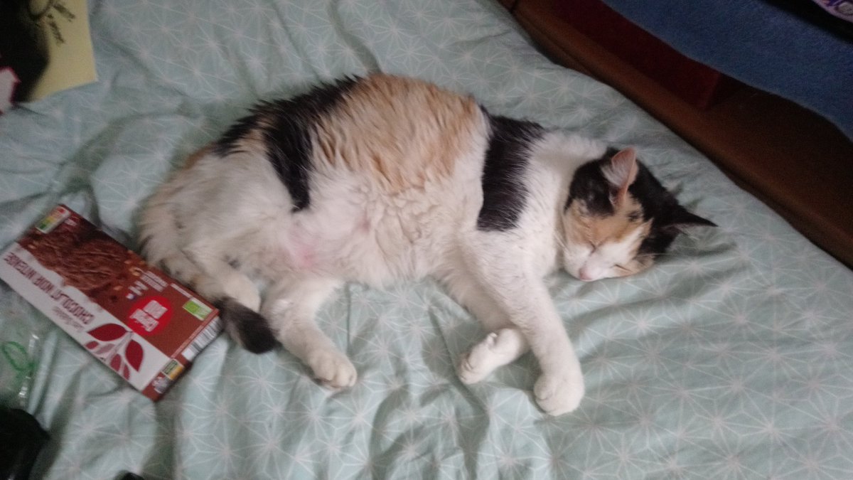 Splyffer's tweet photo. @turbojoul Perle, trouvée dans une maison en ruine infestée de rat, elle avait des puces, un coryza et de la gale d'oreille, maintenant elle vit sa meilleure vie. https://t.co/Fx6xgioWaw