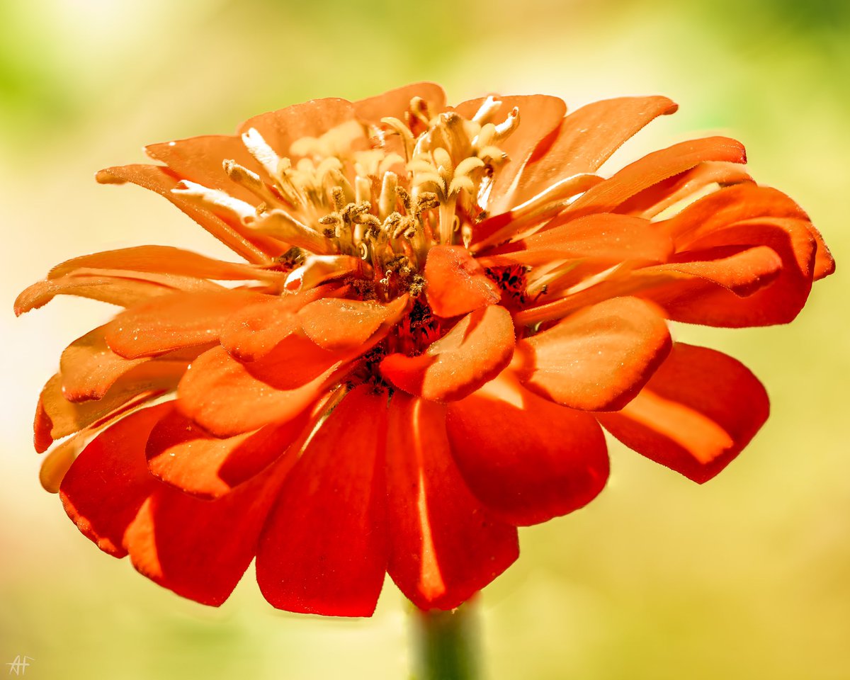 fotoson1's tweet photo. From the woods 33 is now available
https://t.co/aaN4R4DEf6
1/1
40A
Common Zinnia 2
#algophoto https://t.co/DFewq9w8sc