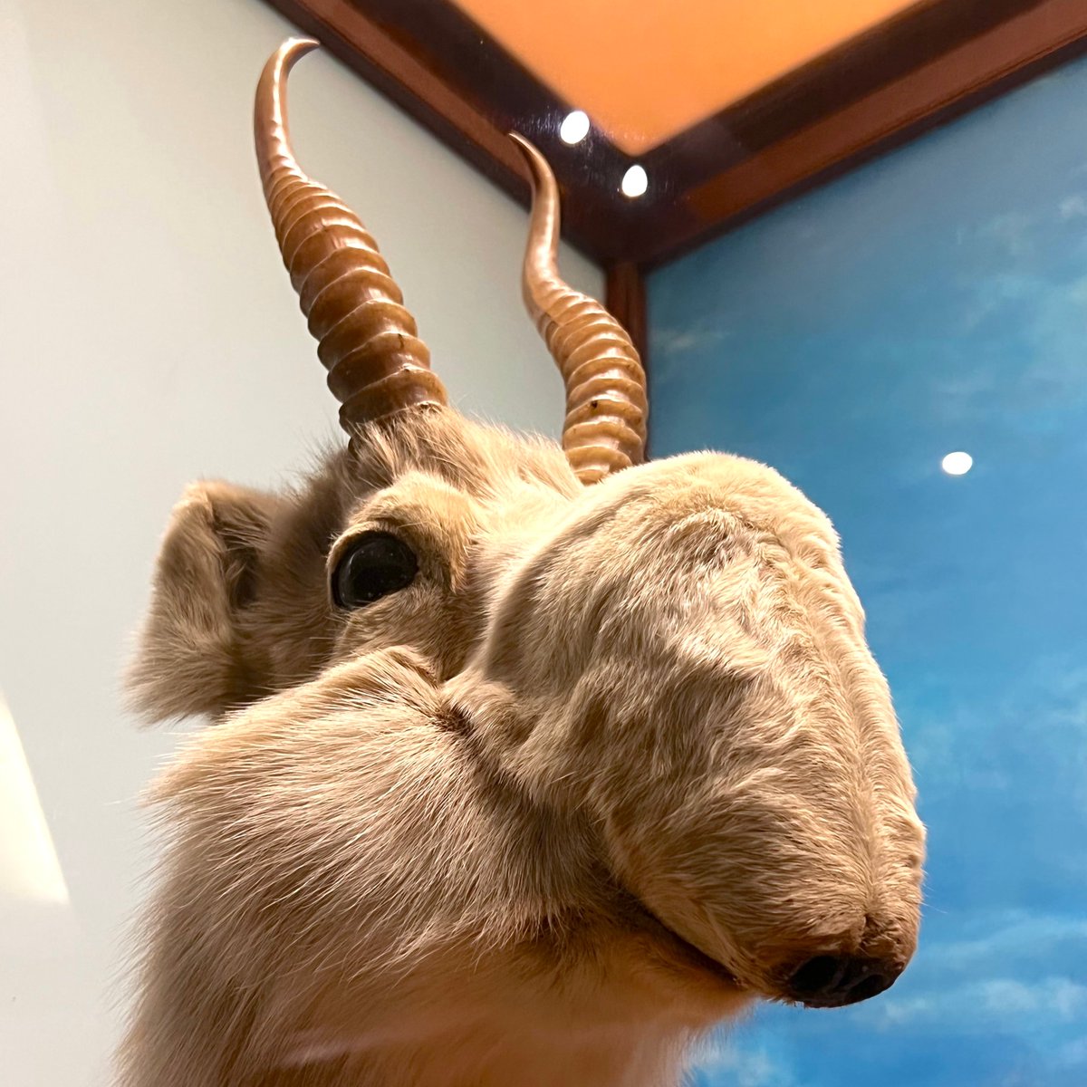 FieldMuseum's tweet photo. *accidentally opens FaceTime* https://t.co/zTPbg28eEy
