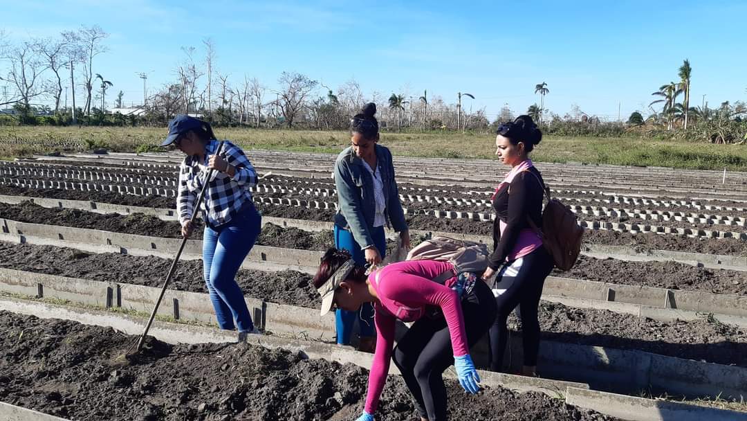 Jóvenes trabajadores,  integrantes de la <a href="/FEEM_Cuba/">FEEM de Cuba ✌️🇨🇺</a> y la <a href="/FEUCMPinar/">FEU UCM Pinar</a> <a href="/upr_feu/">FEU_UPR</a> participando en labores de recuperación #PinardelRío