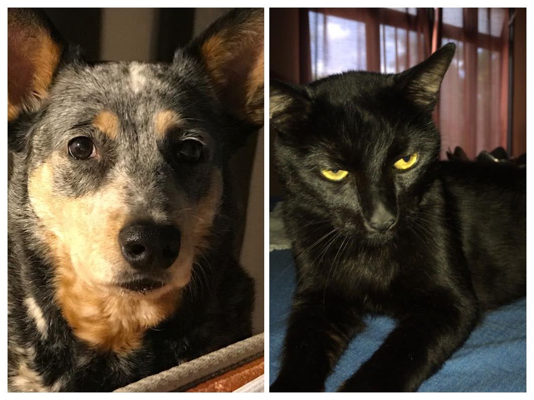 yobadu's tweet photo. No podía excluir a ninguno de los dos...con ustedes: Pluscuamperfecta (Pluski) y Peter the cat.. mis #animalesdecompañia en esta semana #40de52. Proyecto 52de2022 de @mongeleon 💚🐱🐶💚 https://t.co/gFYs1r0plM
