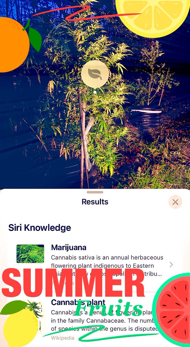 KokoHealingC's tweet photo. ☁️@KokoHealingC 🤖Big Up To #Siri For Correctly Identifying Our Summertime 💦🪴🍃🌞💨Fruits 🥦#420Life #Buds #CannabisMedicinal #cannabisindustry #Mmemberville #research #Sativa #smoketrees #smokeweed #stoned #WeedLovers #WeedMob #weedsmokers https://t.co/dvVkgIsTNe