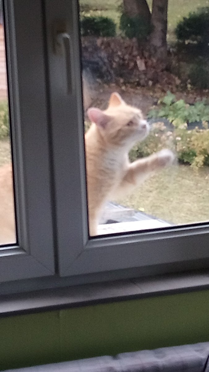 Splyffer's tweet photo. @turbojoul Helio, il a popé un jour dans le jardin, se battait avec tout les chats du quartier, il était tout maigre, déshydraté d'après la veto et il a visiblement beaucoup de trauma. On pense qu'il s'est échapper de maîtres violents vu comment il réagit et il est extrêmement câlin. https://t.co/Of4CsRe1gT