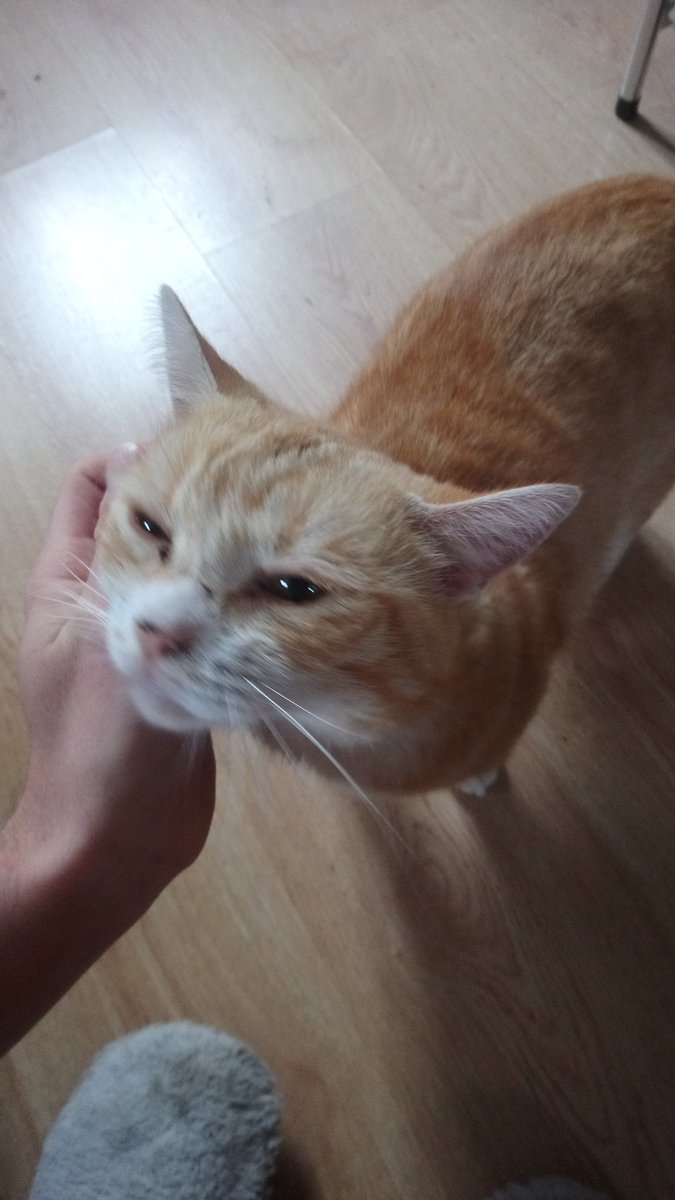 Splyffer's tweet photo. @turbojoul Helio, il a popé un jour dans le jardin, se battait avec tout les chats du quartier, il était tout maigre, déshydraté d'après la veto et il a visiblement beaucoup de trauma. On pense qu'il s'est échapper de maîtres violents vu comment il réagit et il est extrêmement câlin. https://t.co/Of4CsRe1gT