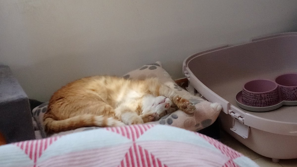 Splyffer's tweet photo. @turbojoul Helio, il a popé un jour dans le jardin, se battait avec tout les chats du quartier, il était tout maigre, déshydraté d'après la veto et il a visiblement beaucoup de trauma. On pense qu'il s'est échapper de maîtres violents vu comment il réagit et il est extrêmement câlin. https://t.co/Of4CsRe1gT