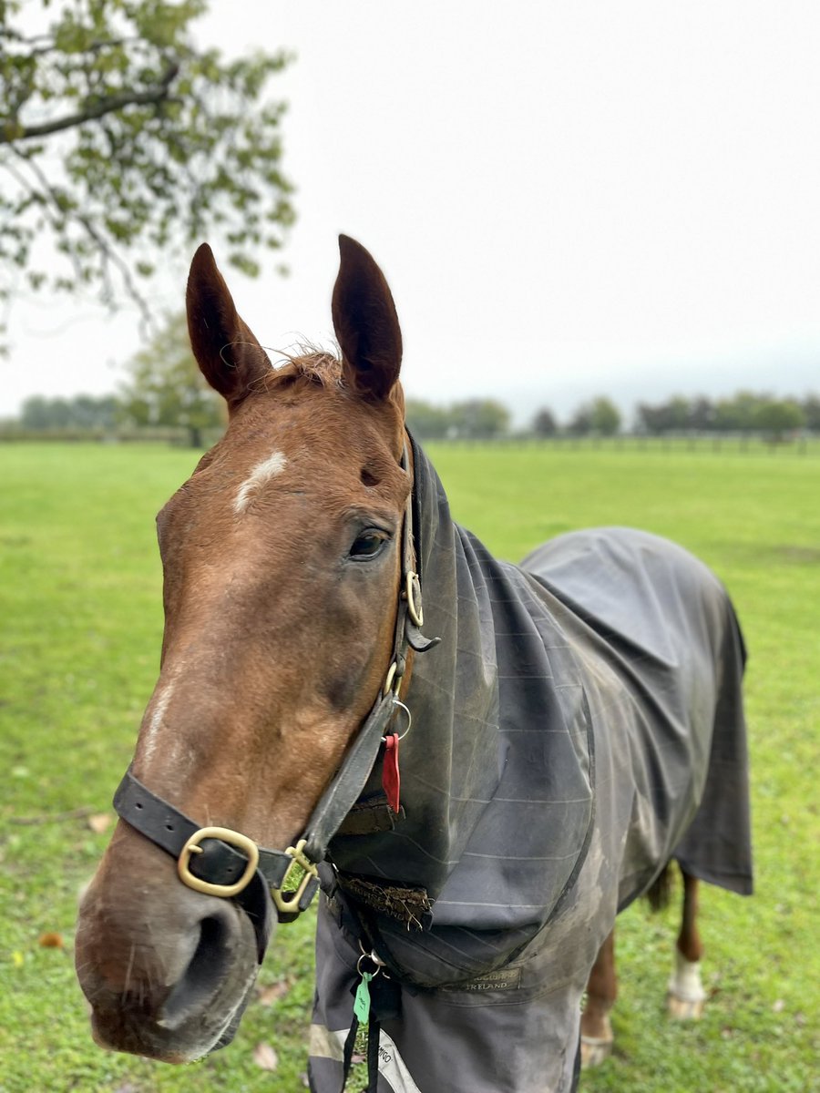 Meet Beef or Salmon. Correct, he’s neither but he is a champion race horse I met today <a href="/nationalstud/">IrishNationalStud</a> in <a href="/ancienteastIRL/">Ireland's Ancient East</a> today thanks to <a href="/Failte_Ireland/">Fáilte Ireland</a> <a href="/deirdres27/">Deirdre Spillane</a> <a href="/aerlingus/">Aer Lingus</a> &amp; <a href="/IndusTravels/">Indus Travels</a> making my bucket list Ireland trip reality