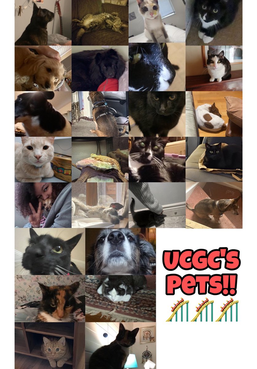 raynpoe's tweet photo. Here are all of the #ucgc pets!!! Let me know if i’ve missed any because that would be super embarrassing. https://t.co/CQLzZrvFD7